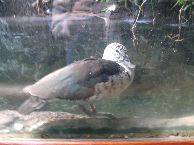 Female Comb Duck