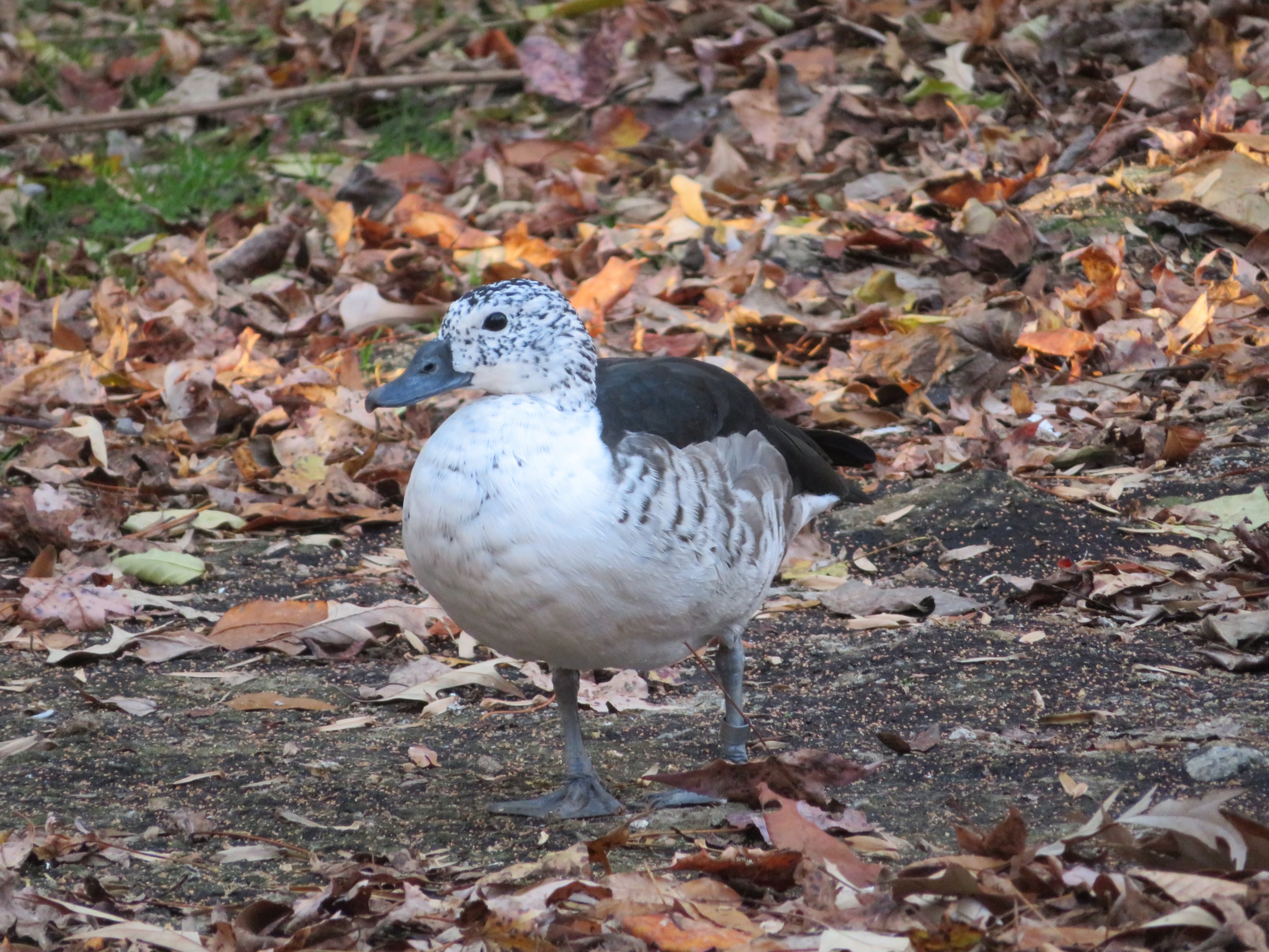 Female Comb Duck