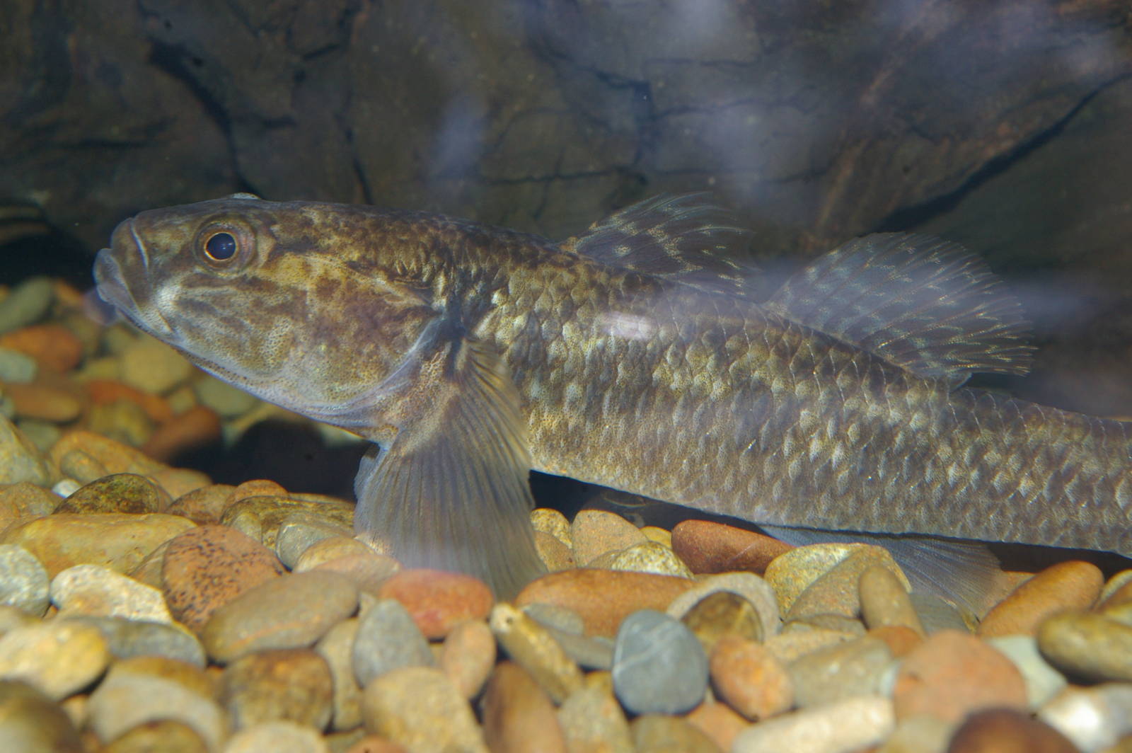 female common bully (Gobiomorphus cotidianus)