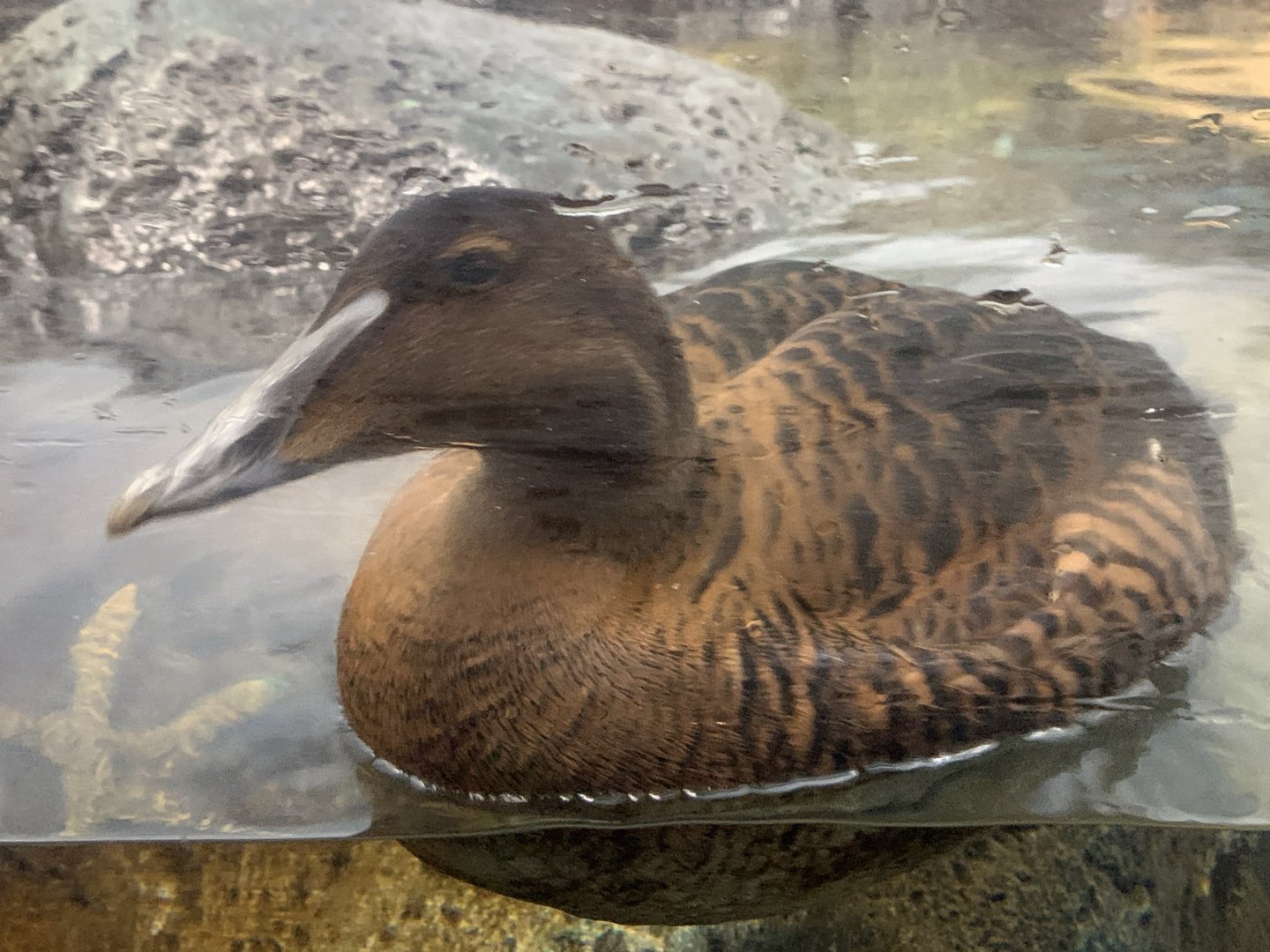 Female Common Eider (Somateria mollissima)