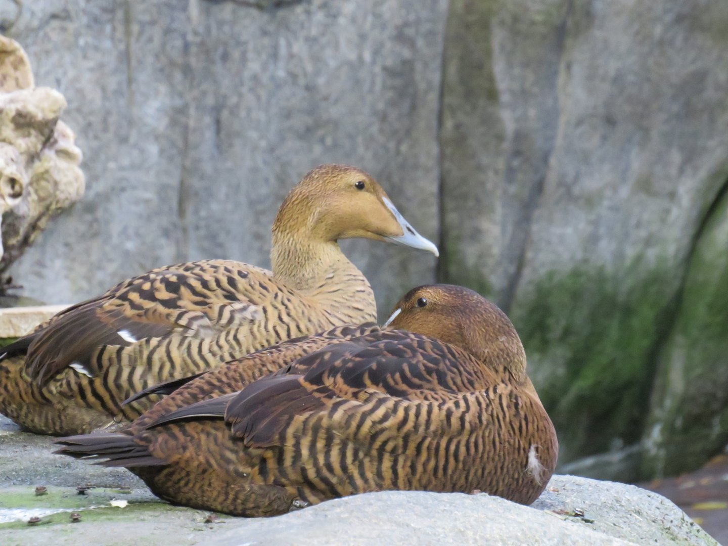 Female common eiders