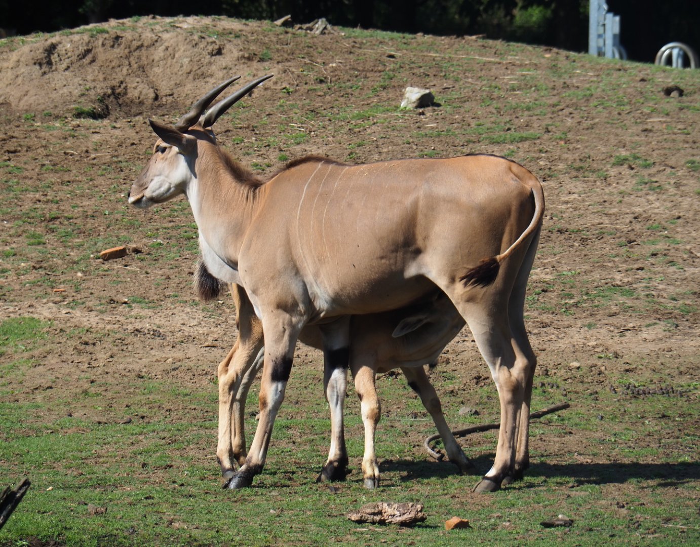 Female common eland (Taurotragus oryx) with nursing calf, 2019-08-04