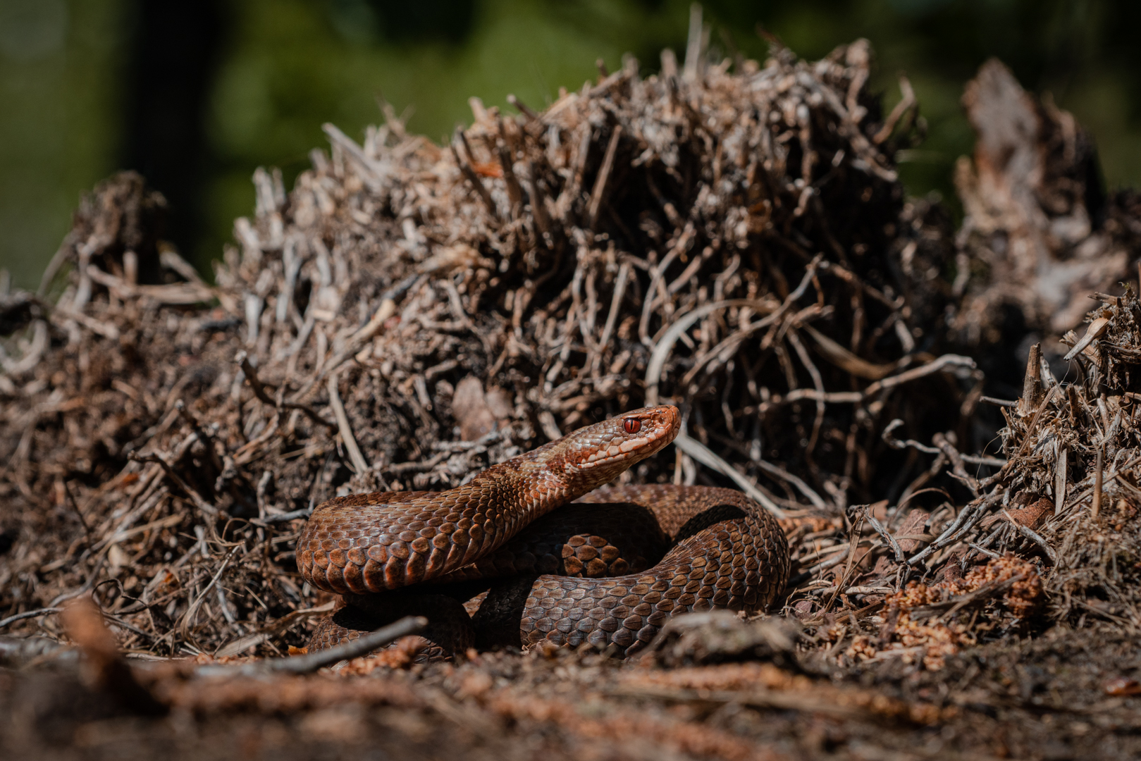 Female Common European Adder (V. berus)