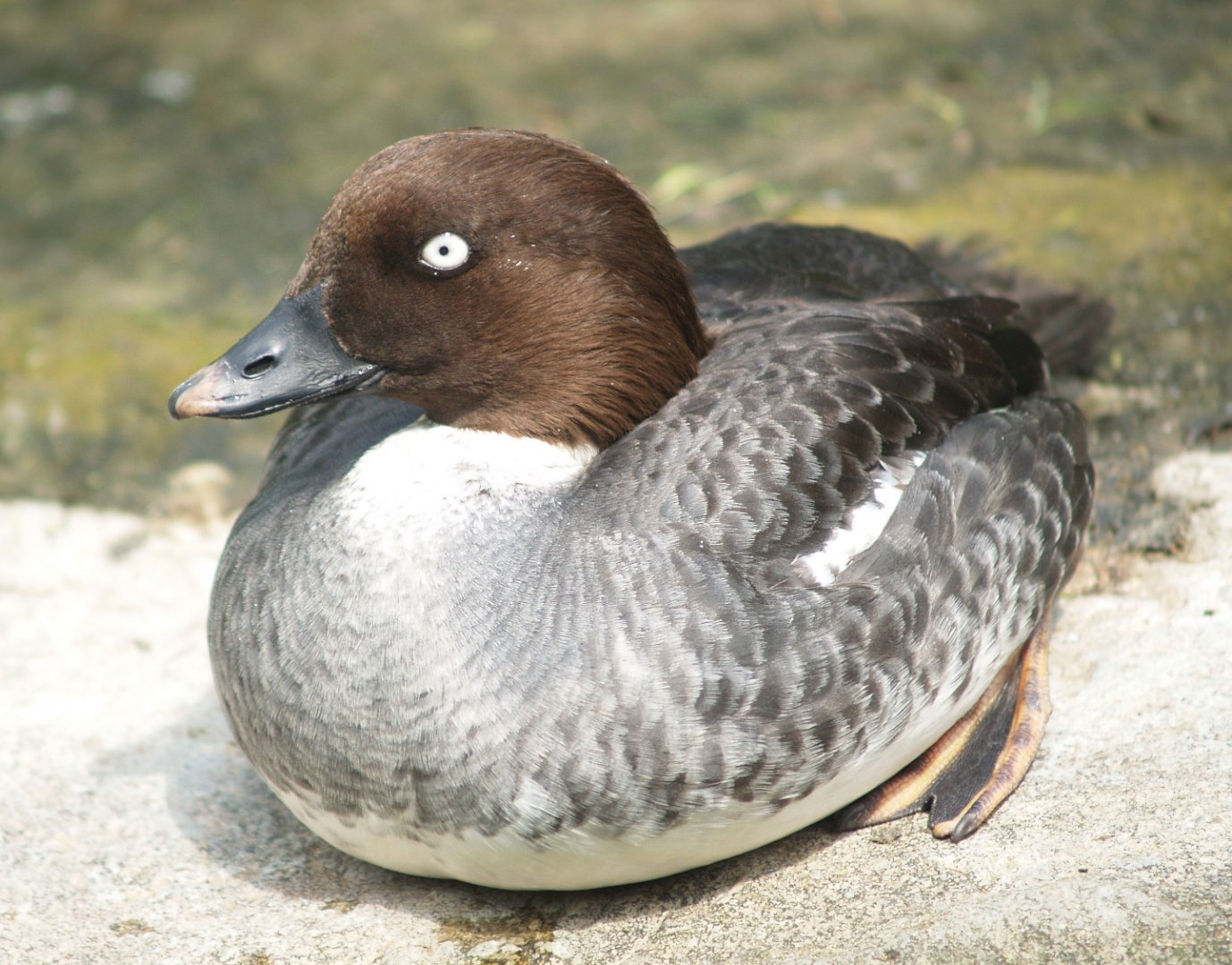 Female Common goldeneye (Bucephala clangula), 2008-05-02