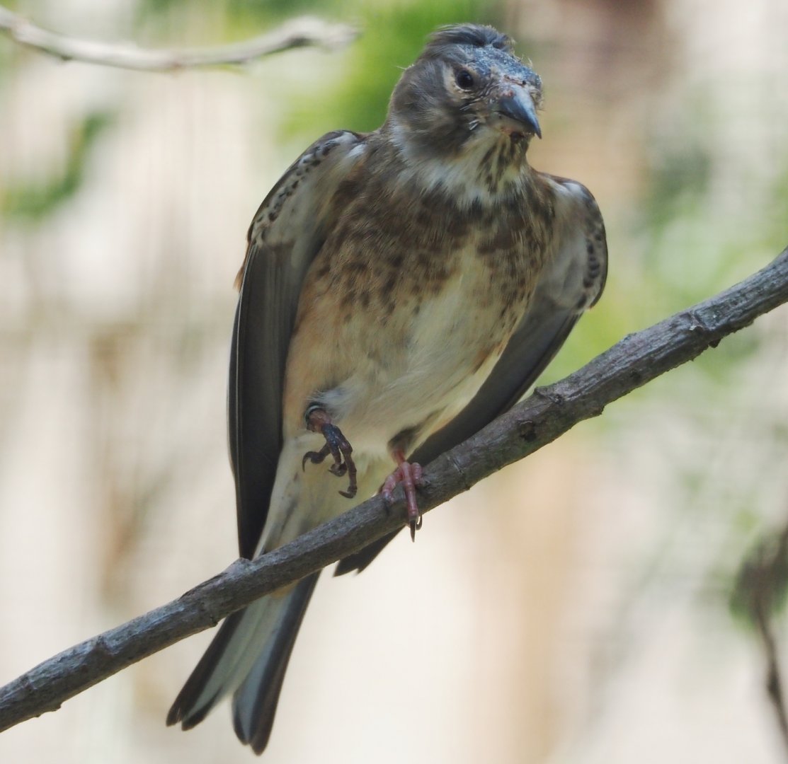 Female Common Linnet (Linaria cannabina cannabina), 2024-05-21