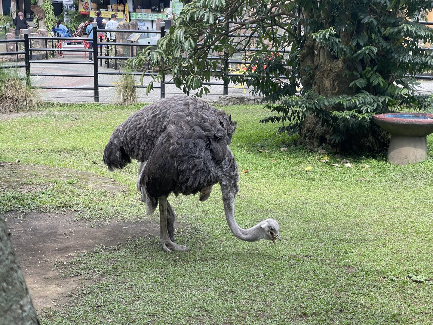female common ostrich (struthio camelus)