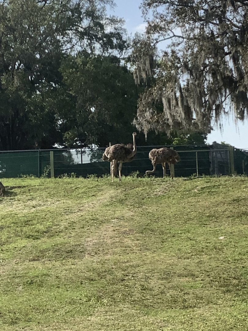 Female Common Ostriches 3/21/24