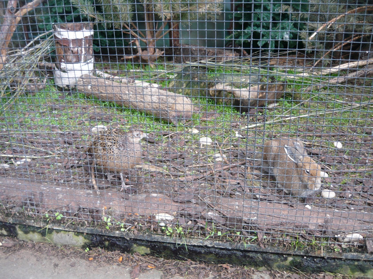 Female Common pheasant and Mountain hare
