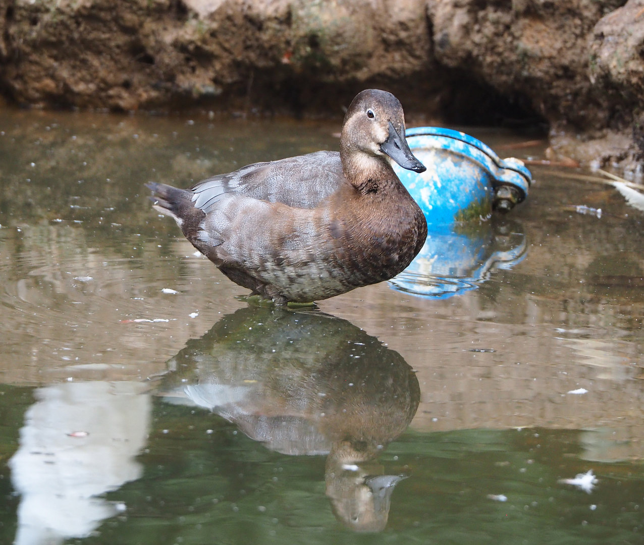 Female Common pochard (Aythya ferina), 2022-09-15