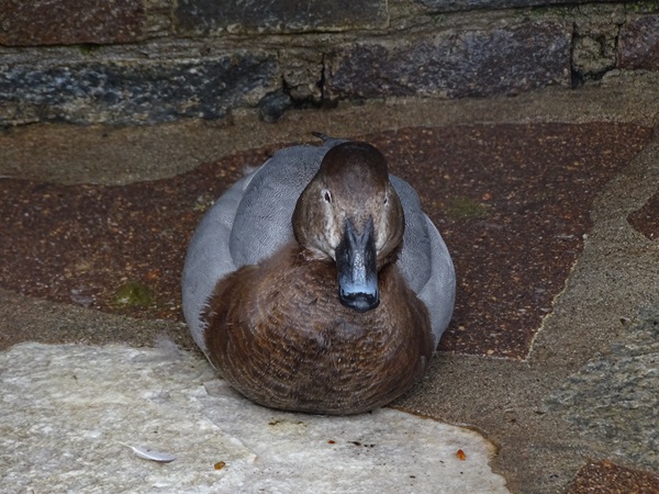 Female common pochard (Aythya ferina)