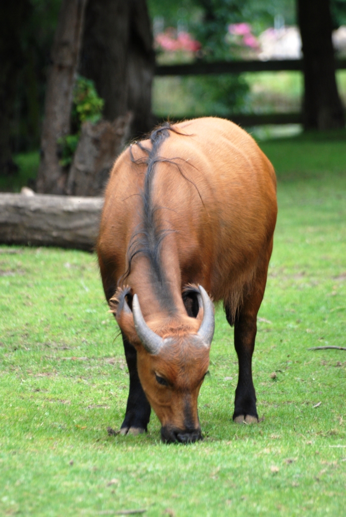Female Congo Buffalo at Chester, 27/07/14