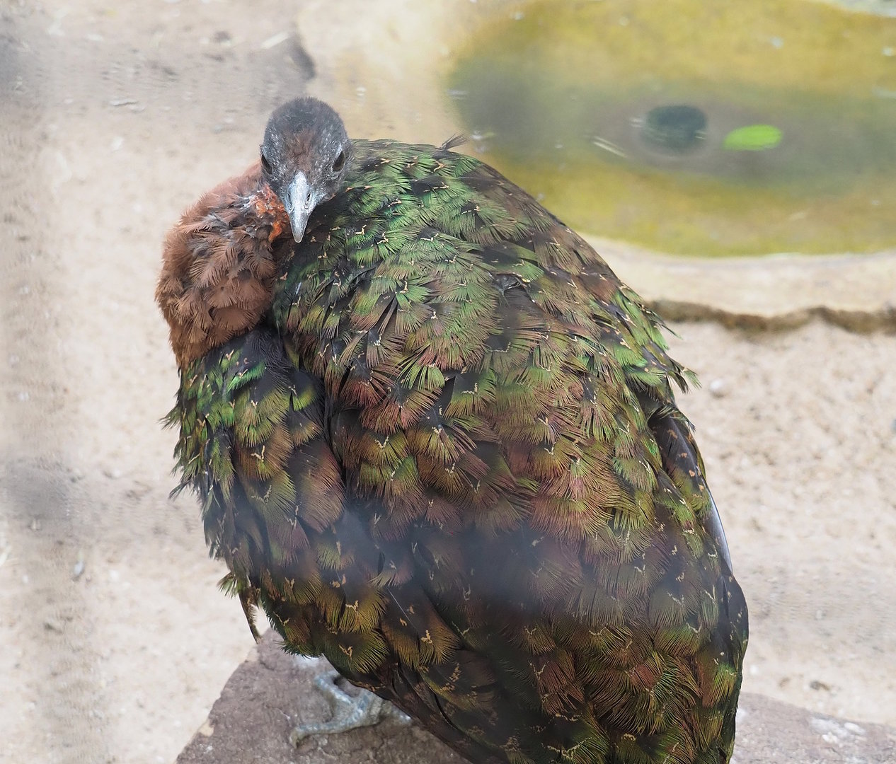 Female Congo peafowl (Afropavo congensis), 2022-08-28