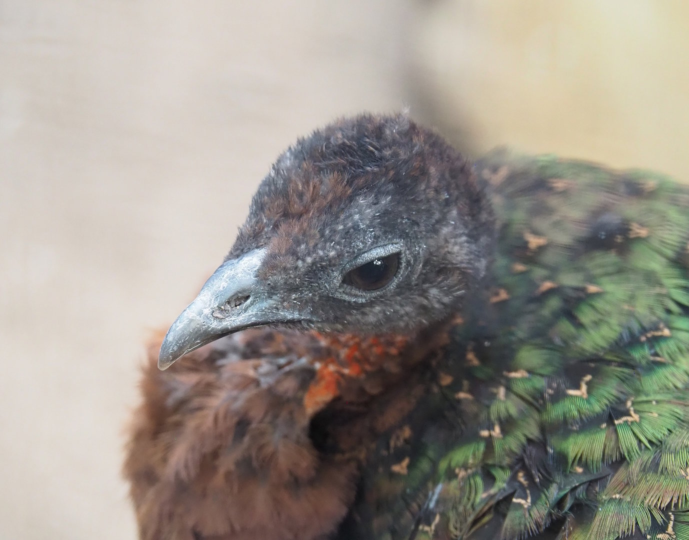 Female Congo peafowl (Afropavo congensis), 2022-08-28