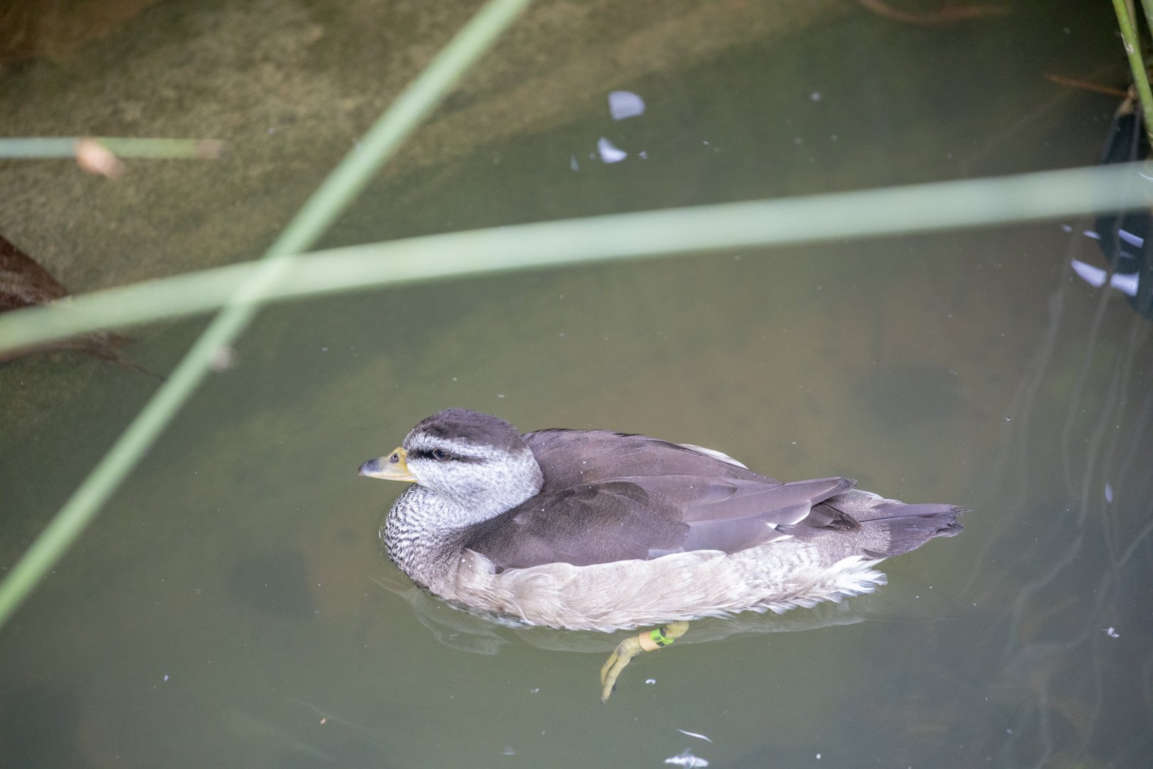 female cotton pygmy goose  (Nettapus coromandelianus)