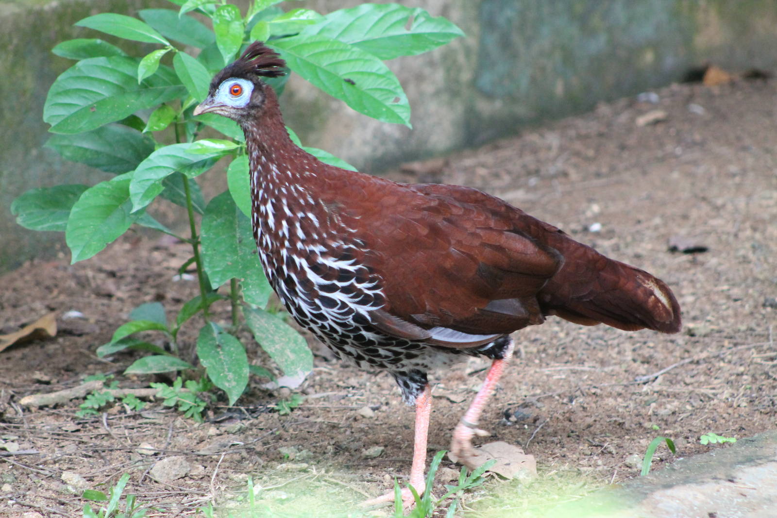 female crested fireback (Lophura ignita)