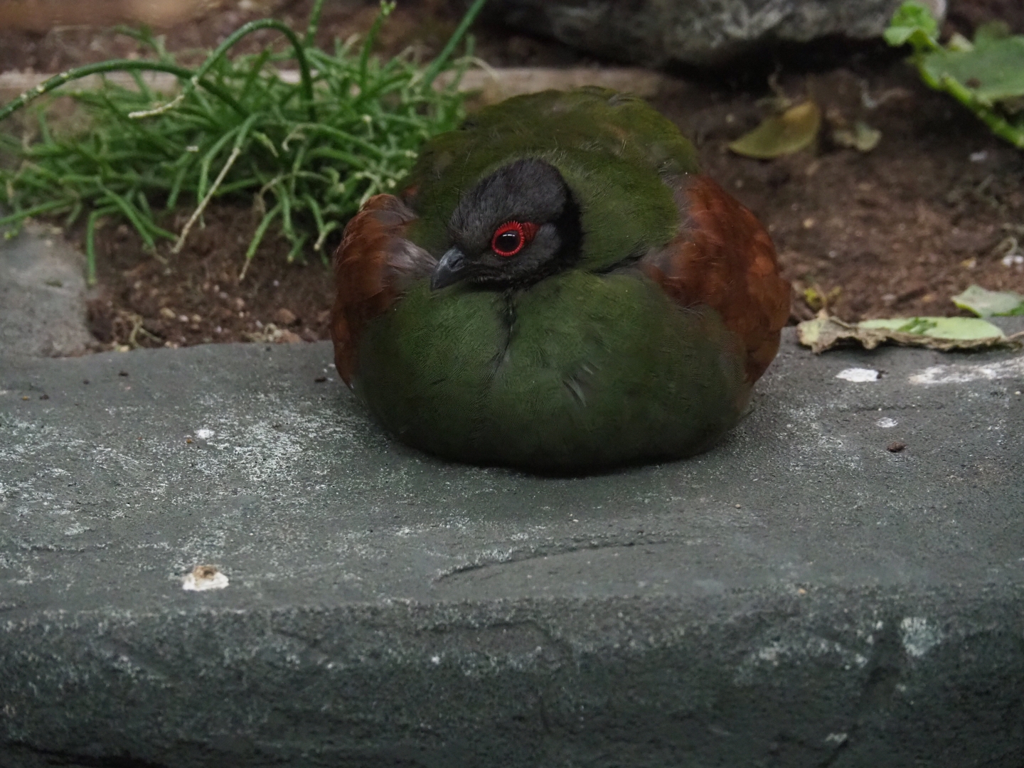 Female Crested wood partridge (Rollulus rouloul)