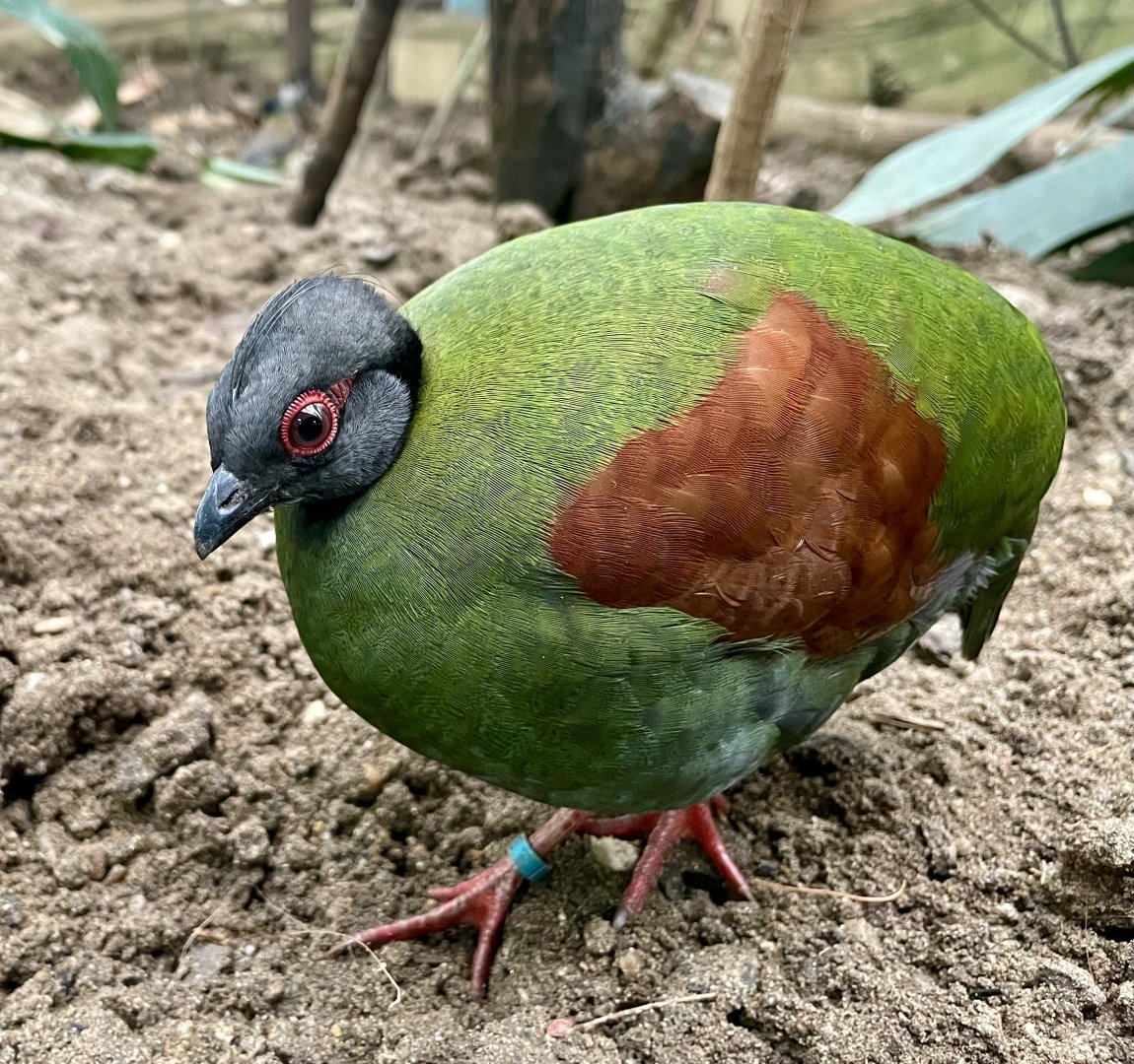 Female Crested Wood Partridge, Rollulus rouloul