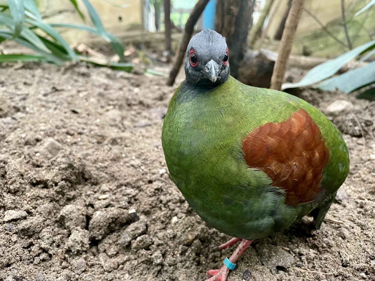 Female Crested Wood Partridge, Rollulus rouloul