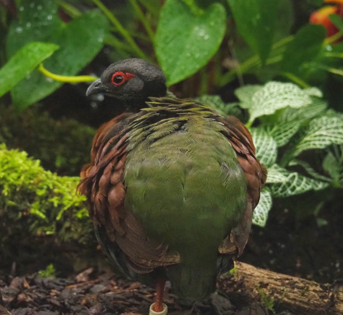 Female Crested wood partridge (Rollulus roulroul), 2022-03-16