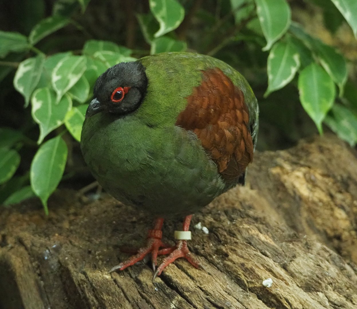 Female Crested wood partridge (Rollulus roulroul), 2022-05-26