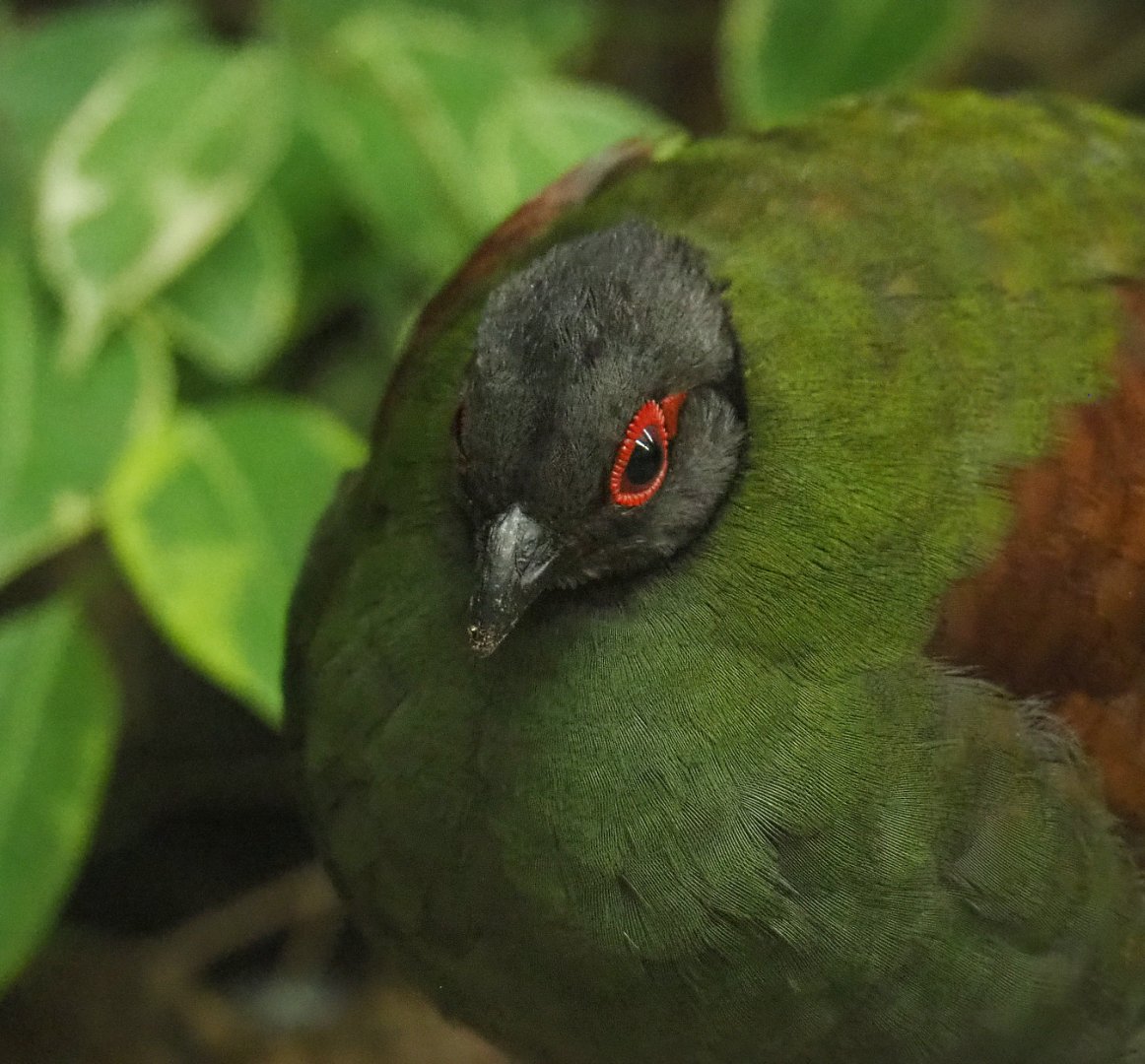 Female Crested wood partridge (Rollulus roulroul), 2022-05-26
