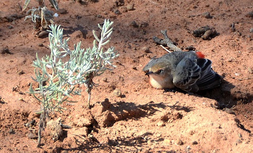Female crimson chat pretending to be injured.
