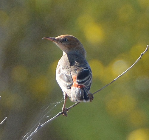 Female crimson chat