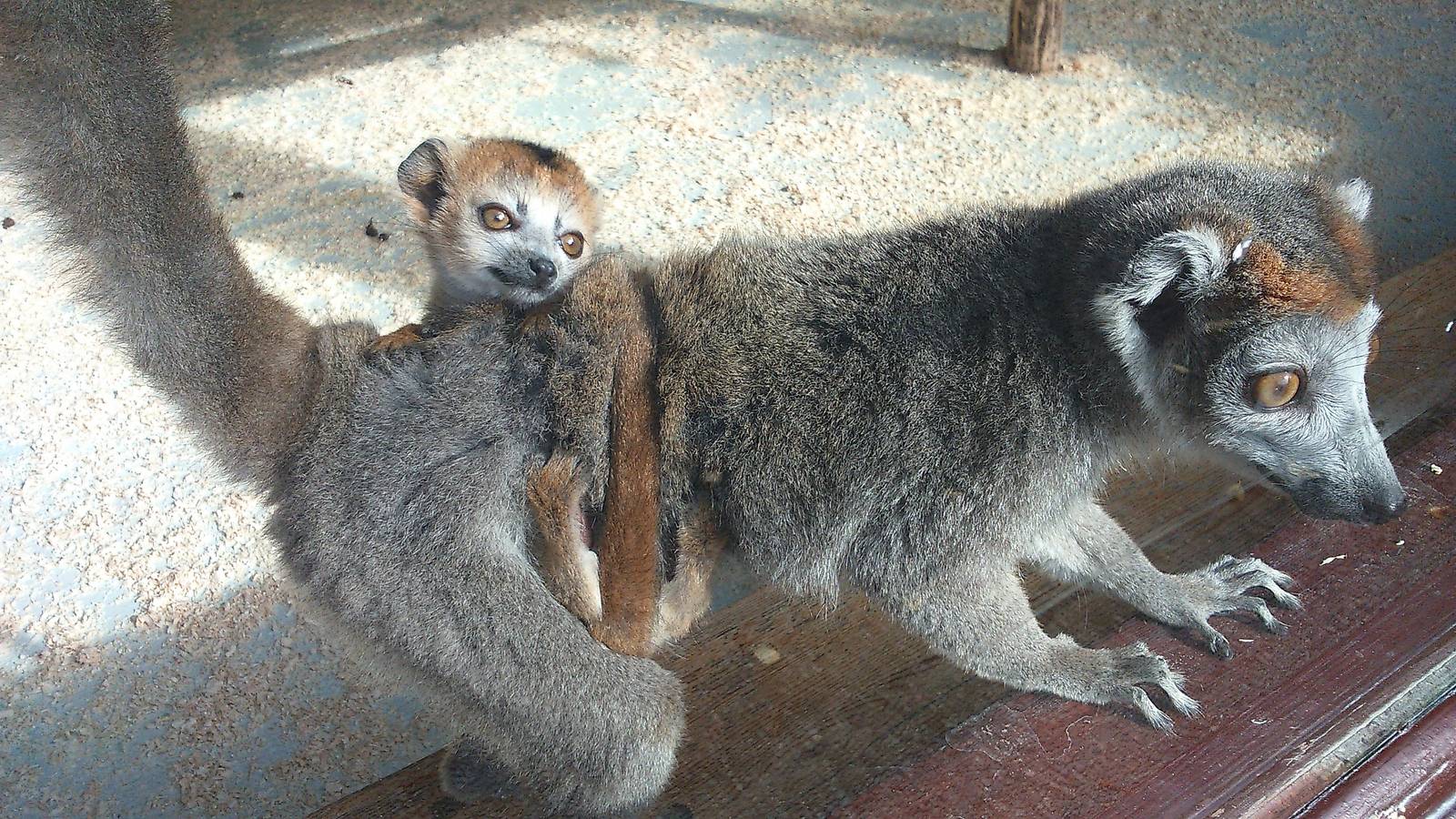 Female crowned lemur &amp; 6 wk old baby
