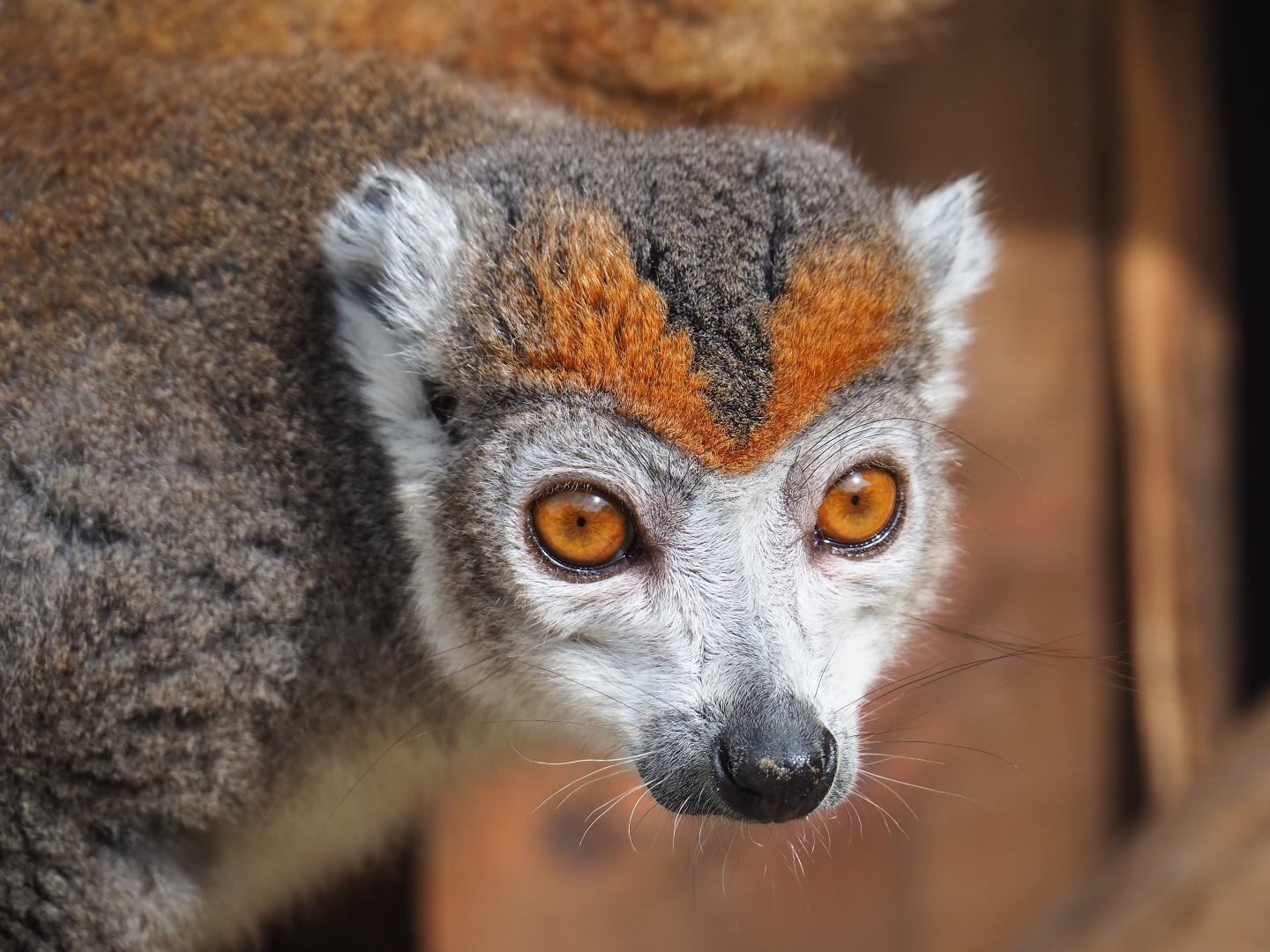 Female crowned lemur (Eulemur coronatus), 2019-08-11