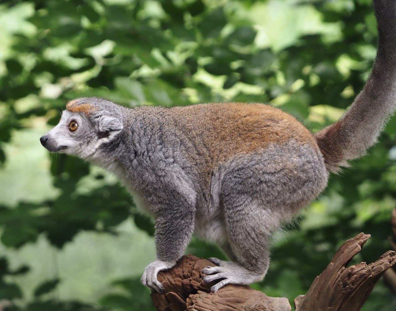 Female Crowned lemur (Eulemur coronatus), 2024-08-18
