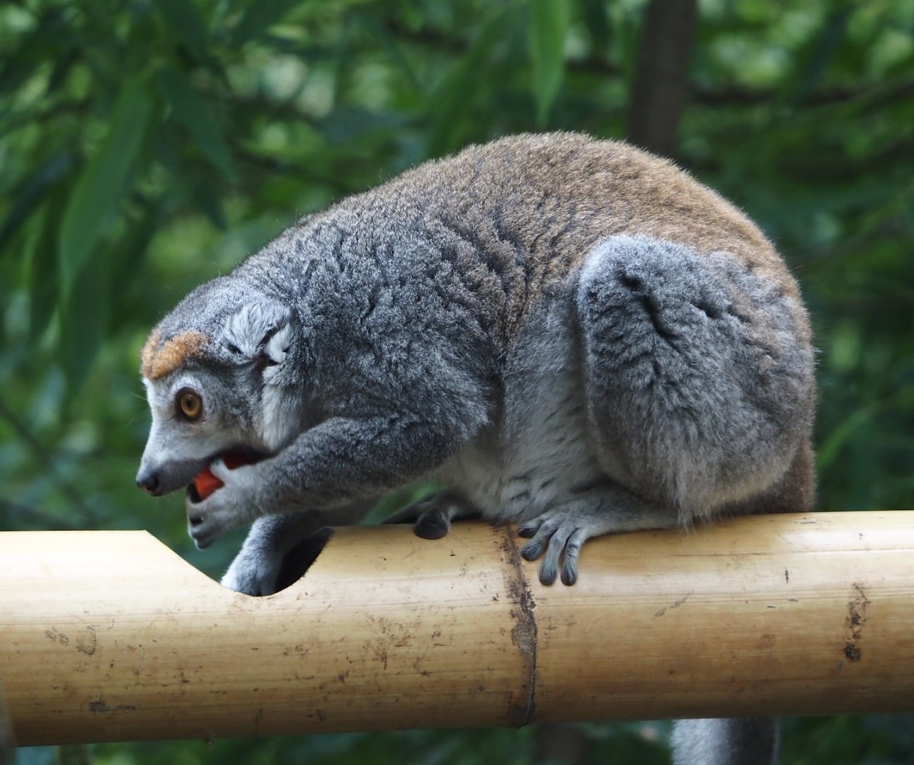 Female Crowned lemur (Eulemur coronatus), 2024-08-18