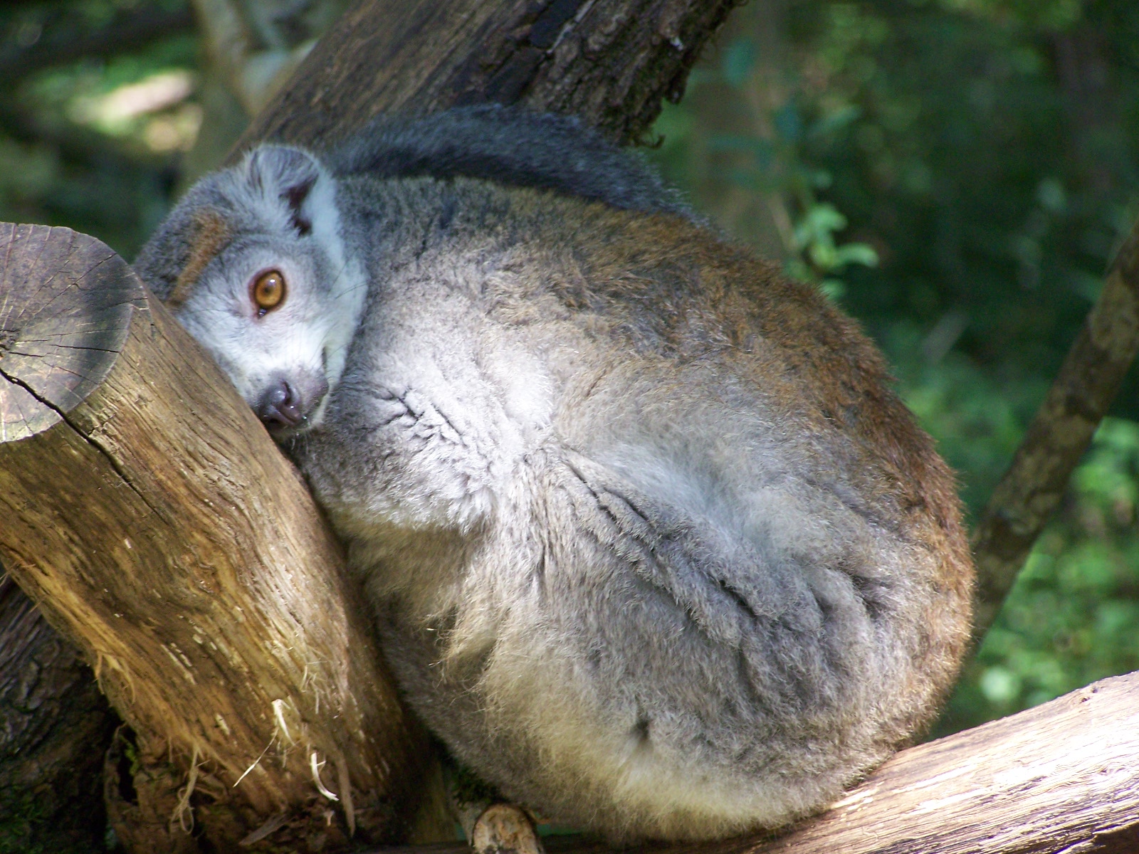 Female Crowned lemur