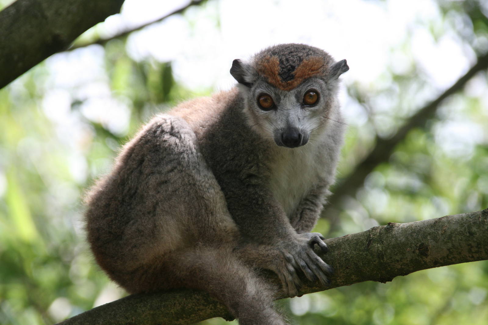 female Crowned lemur