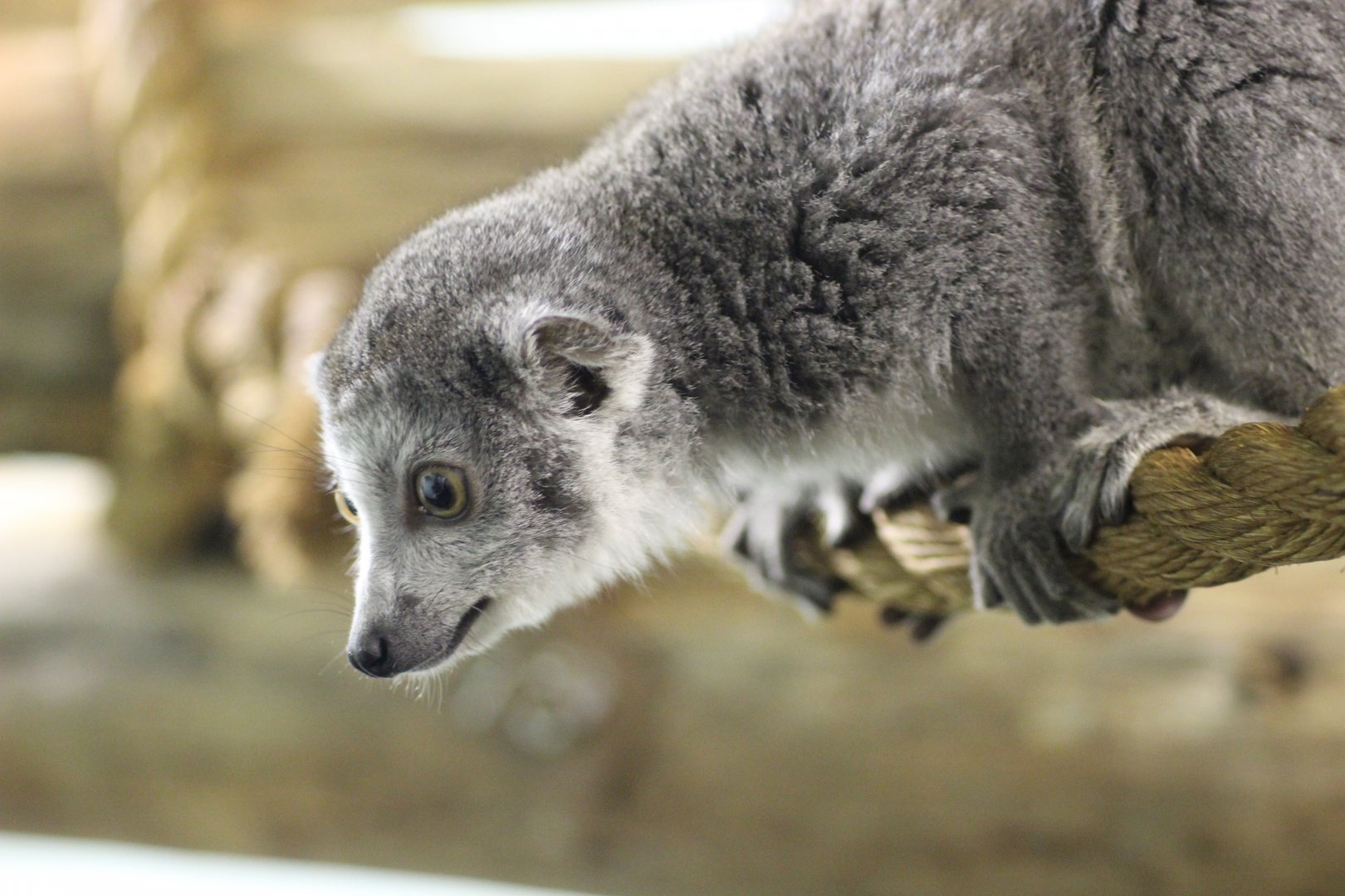 Female Crowned Lemur