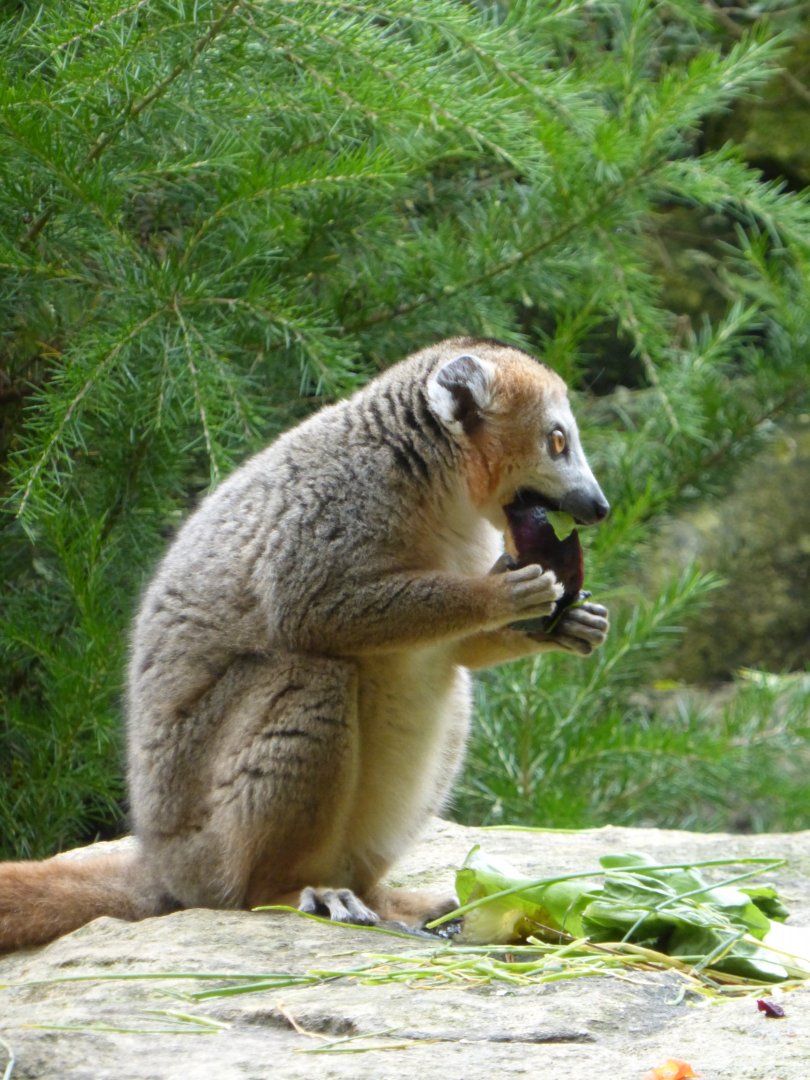 Female crowned lemur