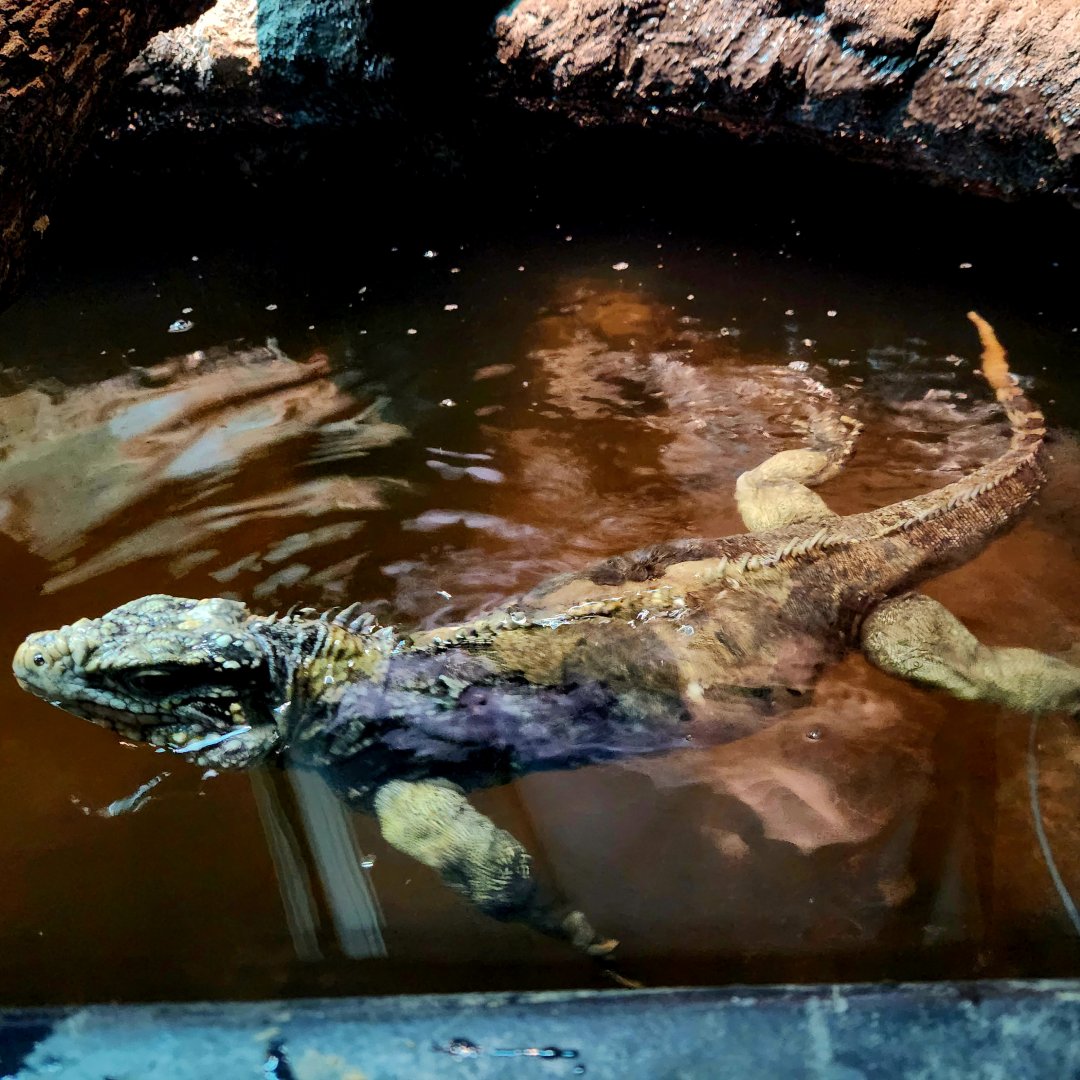 Female Cuban Rock Iguana (Cyclura nubila)