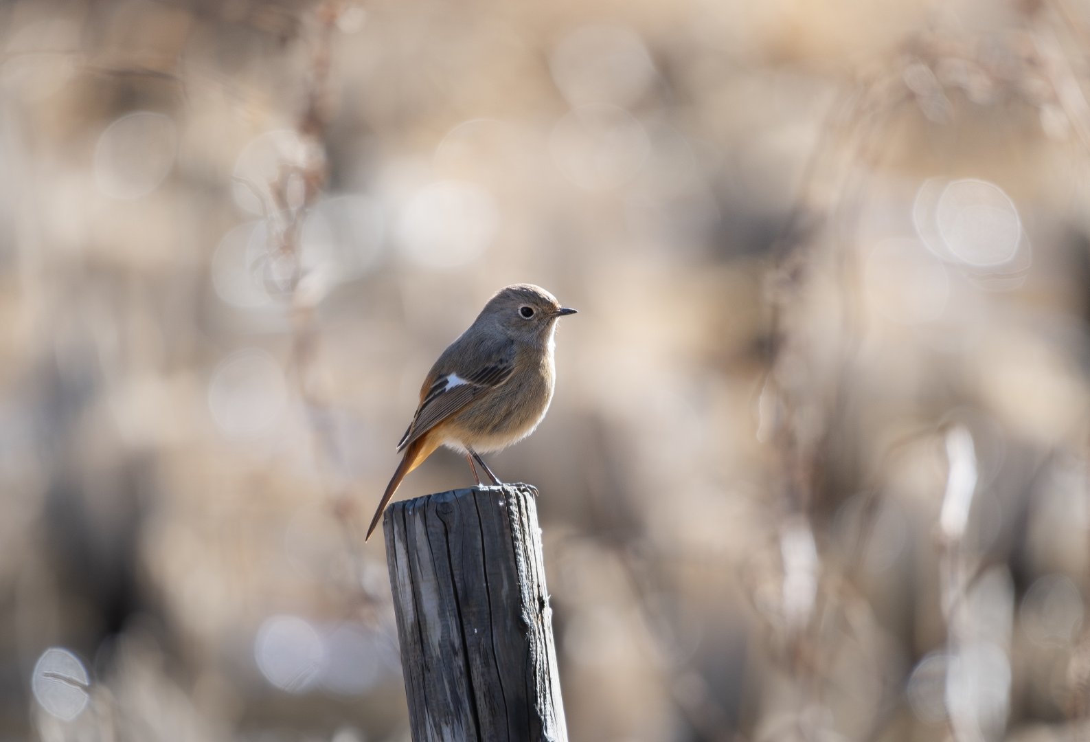 Female Daurian Redstart ~ Maioka Park