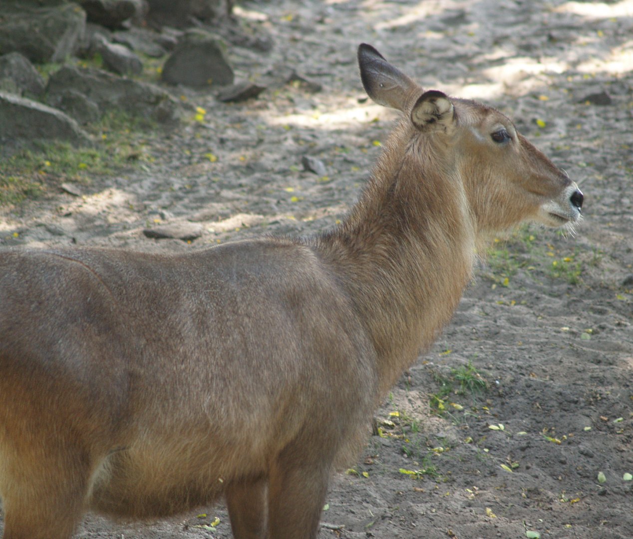Female Defassa waterbuck (Kobus ellipsiprymnus defassa), 2006-07-08