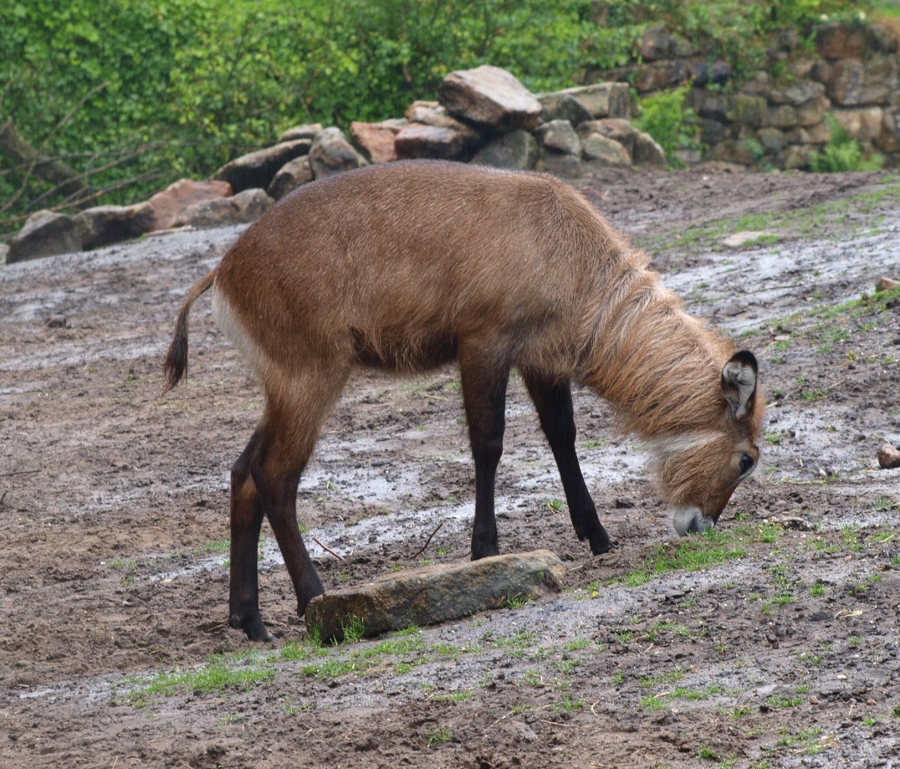 Female Defassa waterbuck (Kobus ellipsiprymnus defassa), 2015-07-19