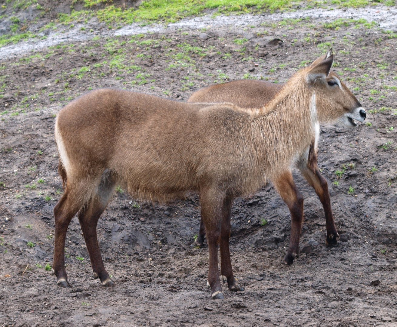 Female Defassa waterbuck (Kobus ellipsiprymnus defassa), 2015-07-19