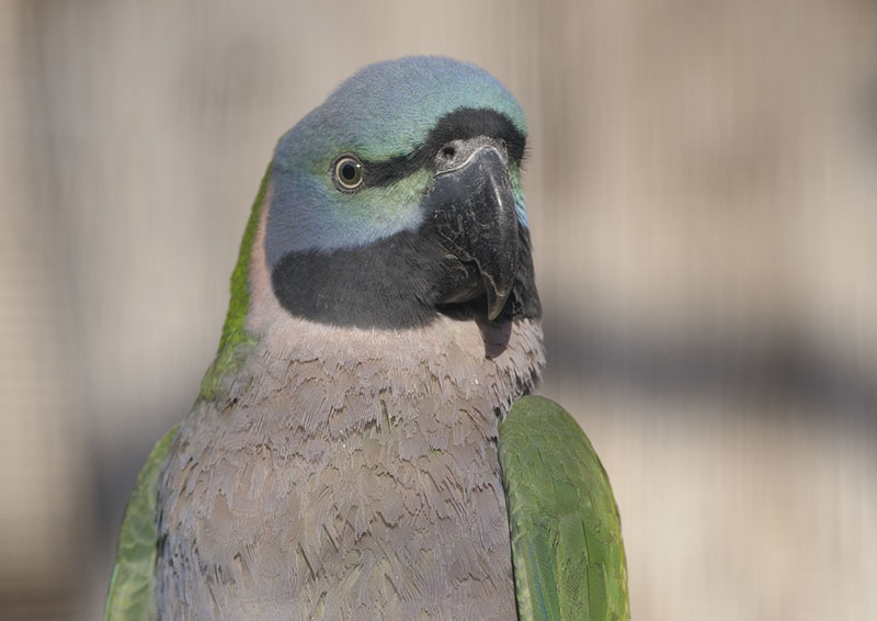 Female Derbyan parrakeet