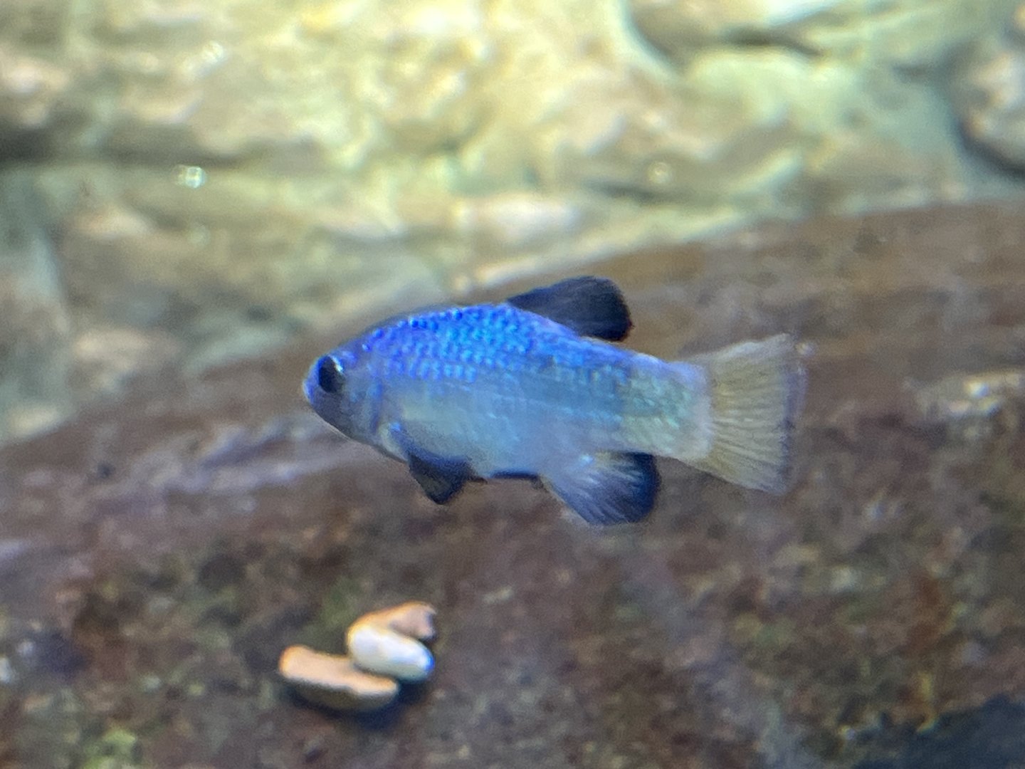 Female Desert Pupfish
