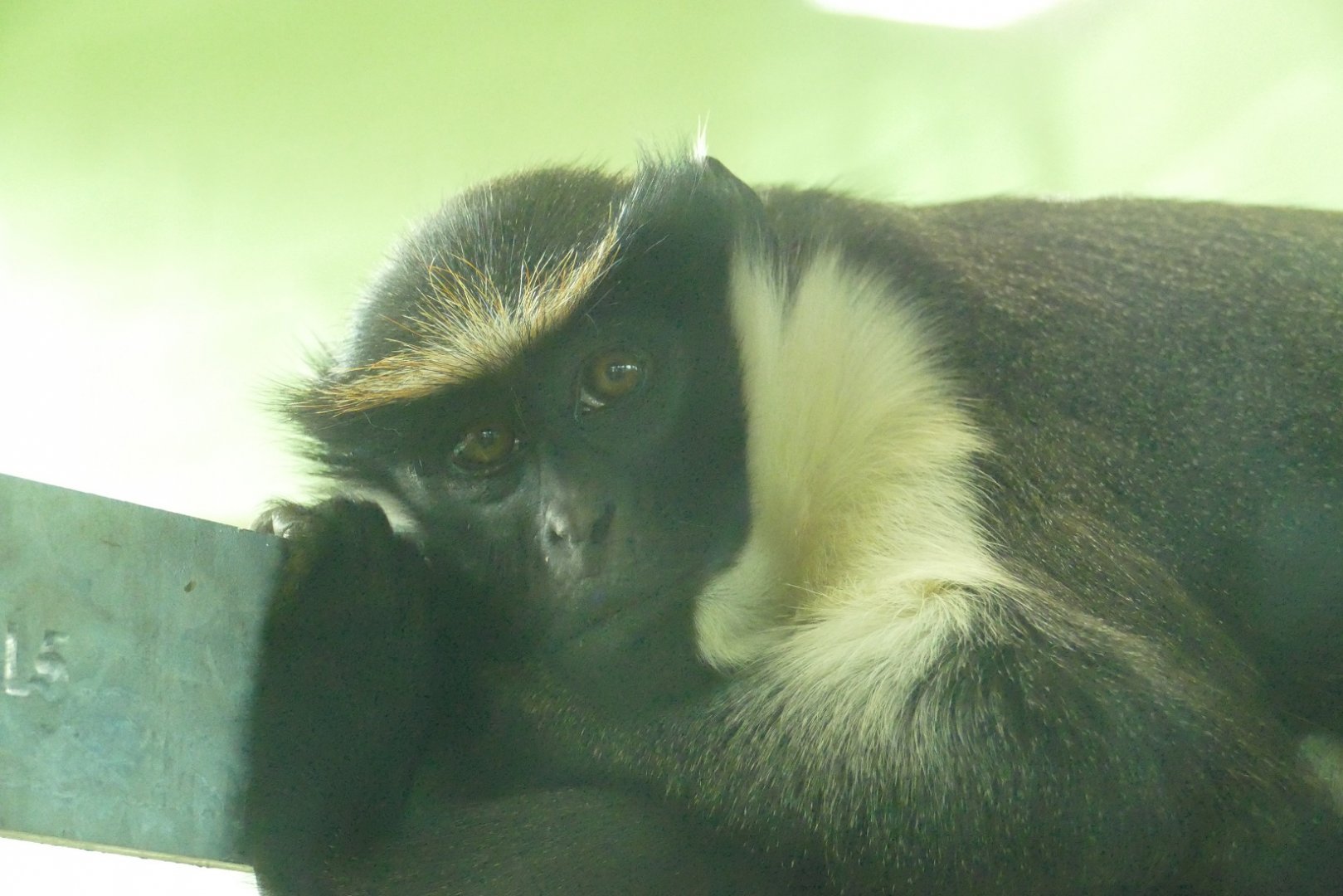 Female Diana monkey, April 2021
