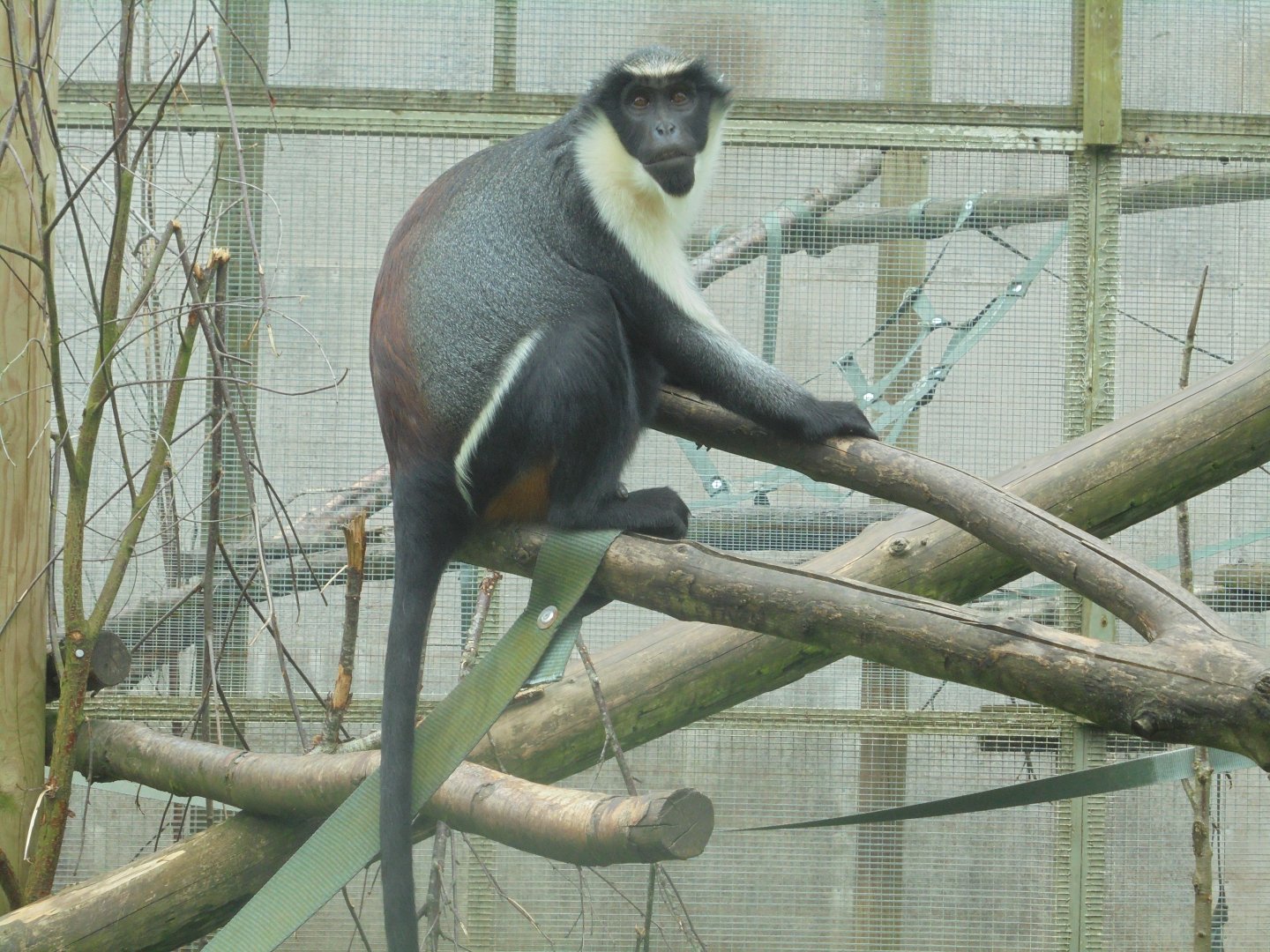 Female Diana Monkey