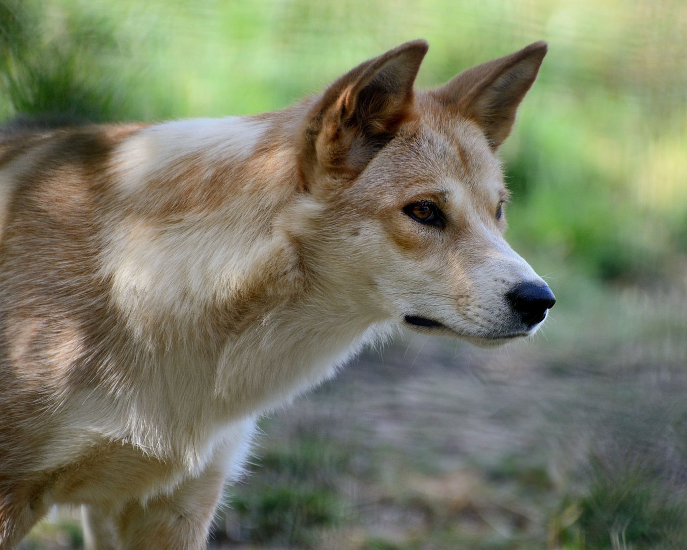 Female Dingo 'Daisy' - Hamerton 24/08/19