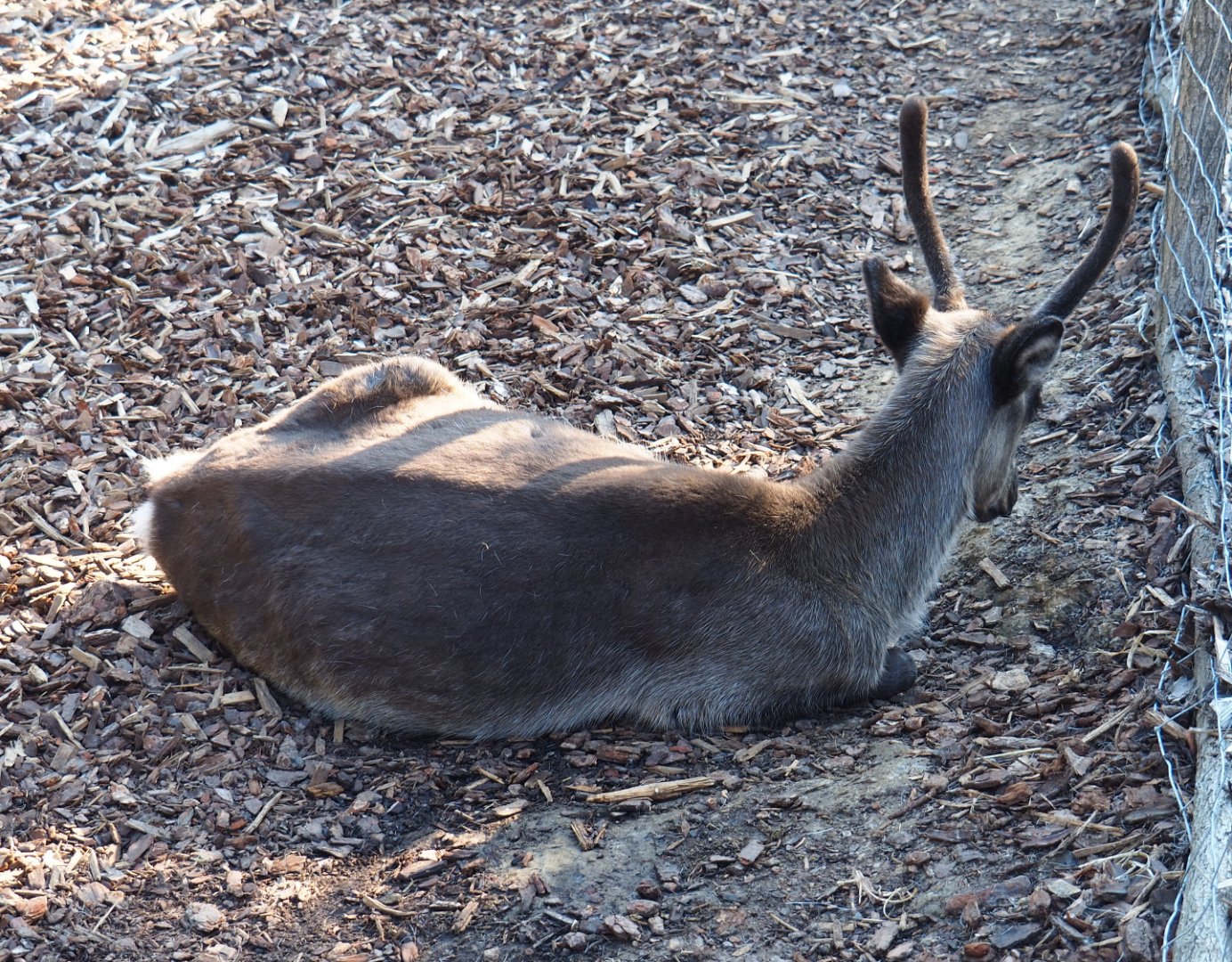 Female Domestic reindeer (Rangifer tarandus), 2020-09-02
