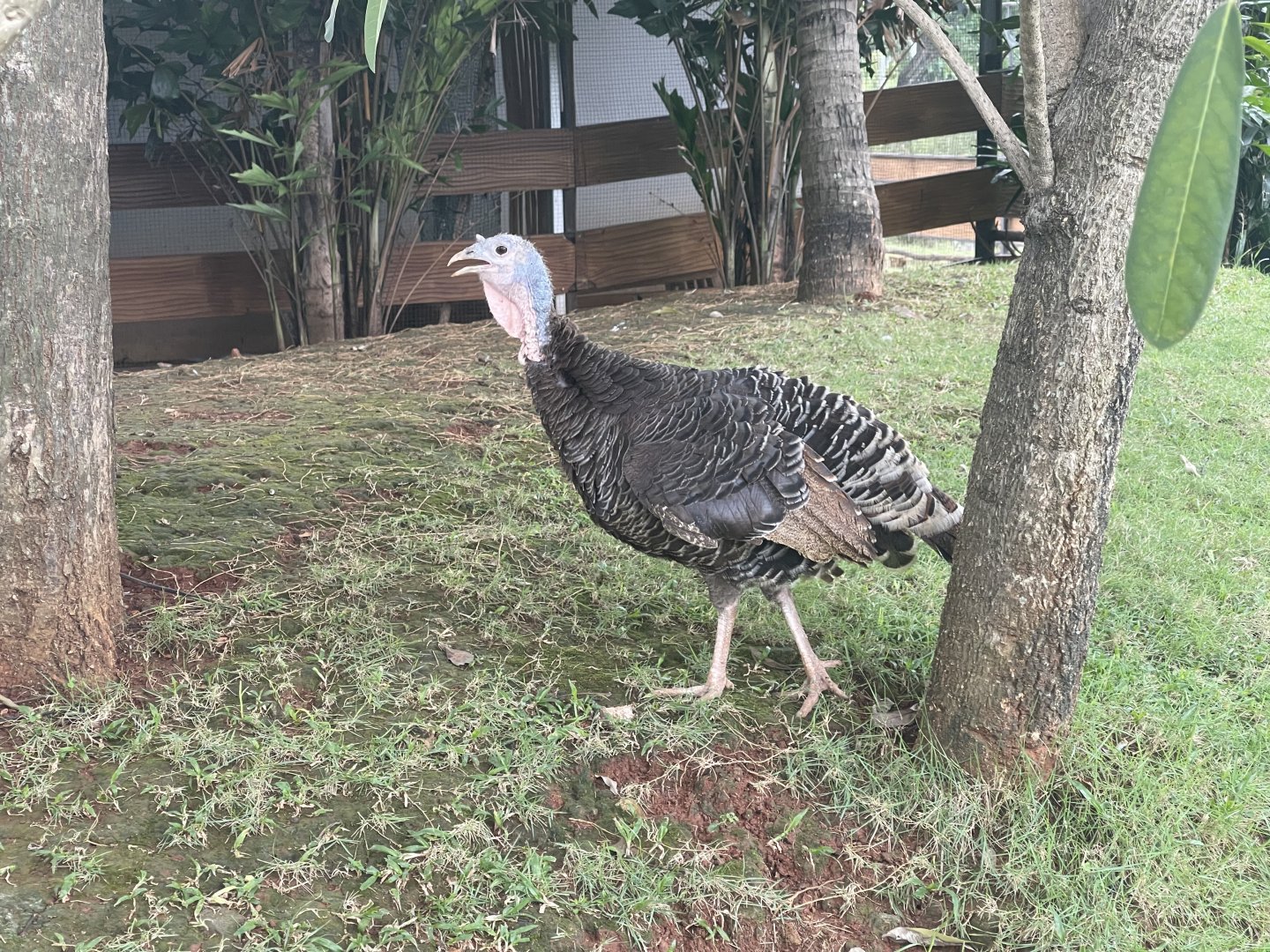 female domestic turkey (meleagris gallopavo domesticus) (1) - aviary park