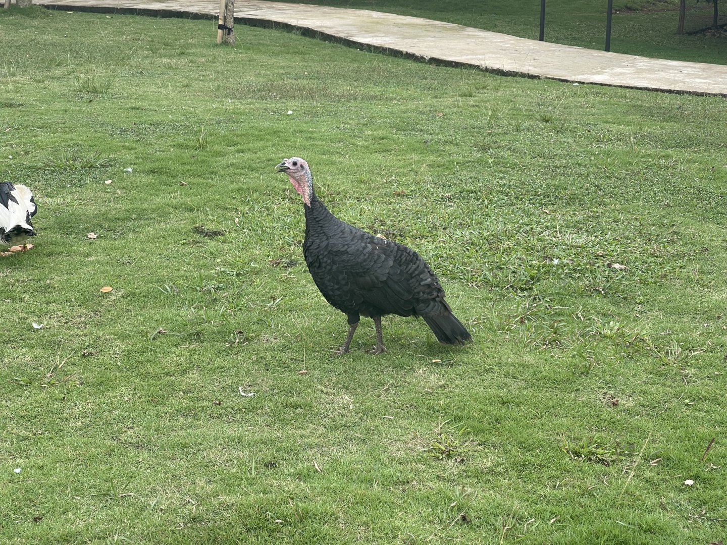 female domestic turkey (meleagris gallopavo domesticus) (2) - aviary park