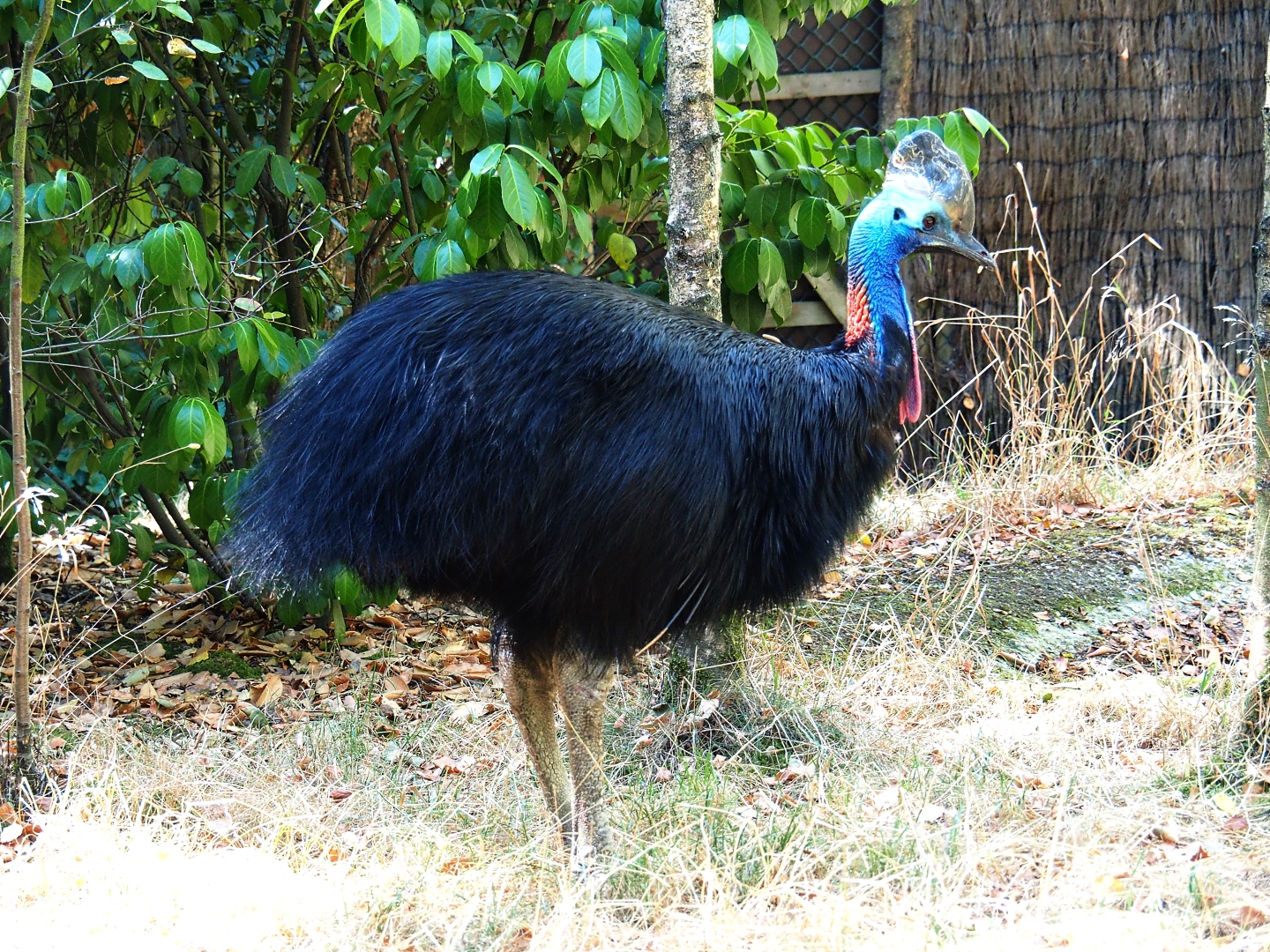 Female double-wattled cassowary (Casuarius casuarius)