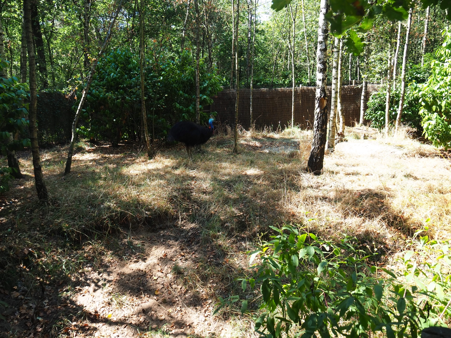 Female double-wattled cassowary exhibit